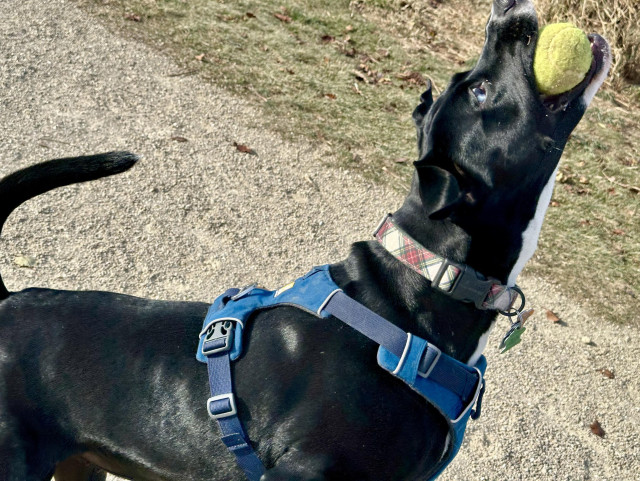 Bubbles the dog, her head pointing straight in the air at the moment of catching a tennis ball in her mouth.