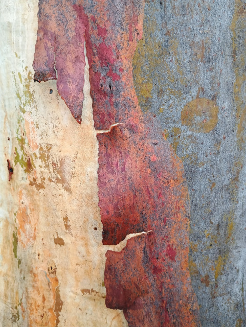 Eucalyptus bark in shades of cream, red, grey and yellow.