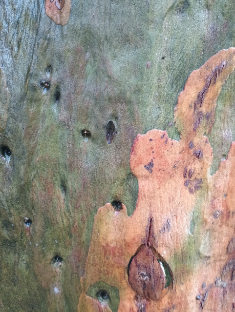 Eucalyptus bark in shades of green, grey and orange.