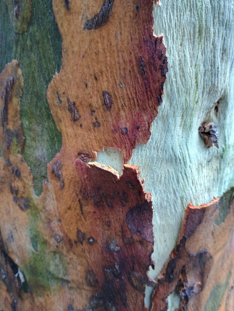 Eucalyptus bark in shades of green, white, red and brown.