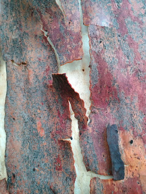 Eucalyptus bark in shades of red, white, grey and orange.