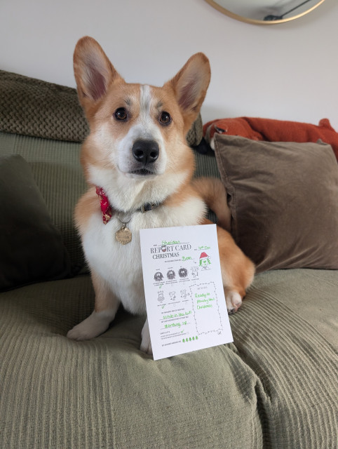 Sheridan the freshly groom Corgi sits in his fancy new red Christmassy bowtie. His grooming report card is in front of him and reads (amongst other things) that he was "the goodest" boy and that he's "too cute for the naughty list"