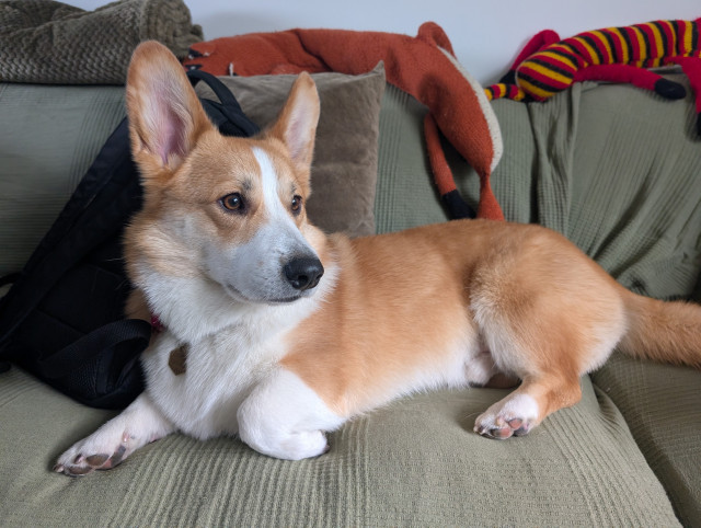 Sheridan lies on the sofa with his front leg tucked back. You can see his freshly groomed peachy butt.