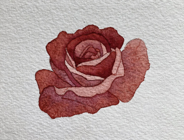 A watercolour rose in various shades of dusty pink