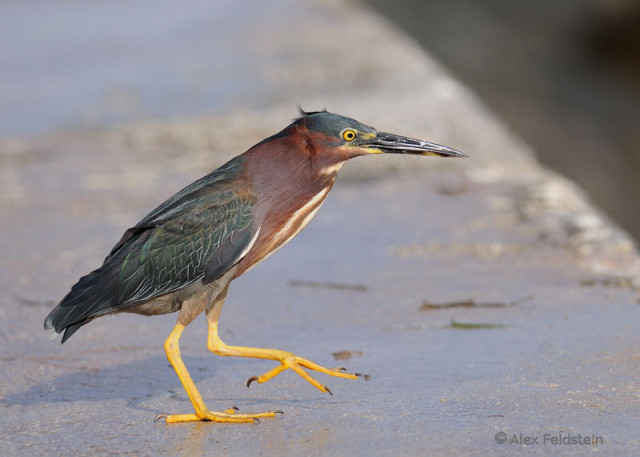 Green Heron walking on a concrete jetty