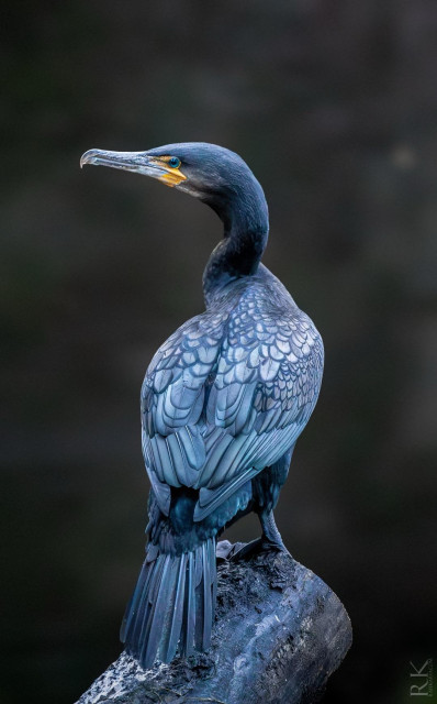 A picture of Layla - a local to me cormorant - perched on a log. The image showcases Layla’s sleek black feathers and distinctive yellow throat patch. The background is a blurred dark foliage.

The name ‘Layla’ comes from what I recall as an Arabic word for “night.” I learned this term from my students over a year ago, and I hope I remember it correctly. Even if not, this beautiful individual will now be known as Layla.