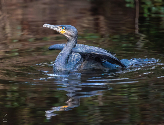 A cormorant swimming in calm water, with outstretched wings and a reflective surface, surrounded by greenery.