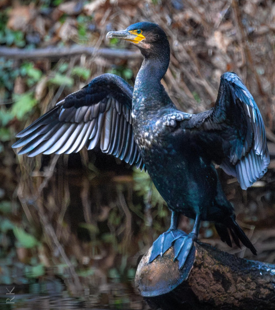 A black cormorant stands on a log with its wings spread, showcasing iridescent feathers. The background features blurred foliage and water, creating a natural setting.