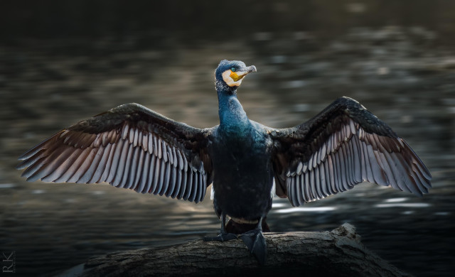 A cormorant with outstretched wings is perched on a log by water, showcasing its dark plumage and striking yellow and blue facial markings. The background features softly blurred water ripples.