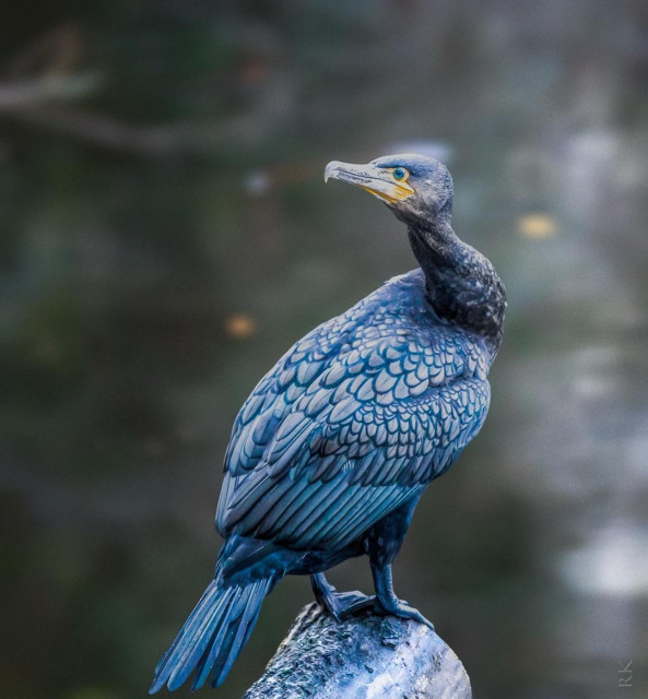 A cormorant perched on a log, showcasing its glossy blue-black feathers and striking yellow and blue markings on its face. The background features soft, blurred water.