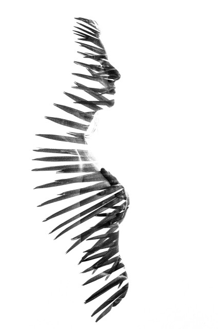 A naked woman is standing sideways to the camera with one hand on her breast and one on her belly. Her entire silhouette is blended with spikes from a palm treetop from the back of her head to her lower back. Black and white.