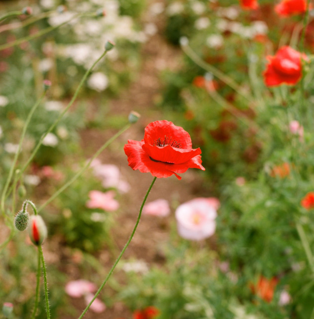 A colour photograph of a red poppy. Only that one poppy is in focus and the background of greenery and other poppies is out of focus. 