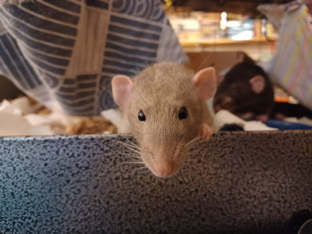 cute pet rat peeking at you over the edge of his cage