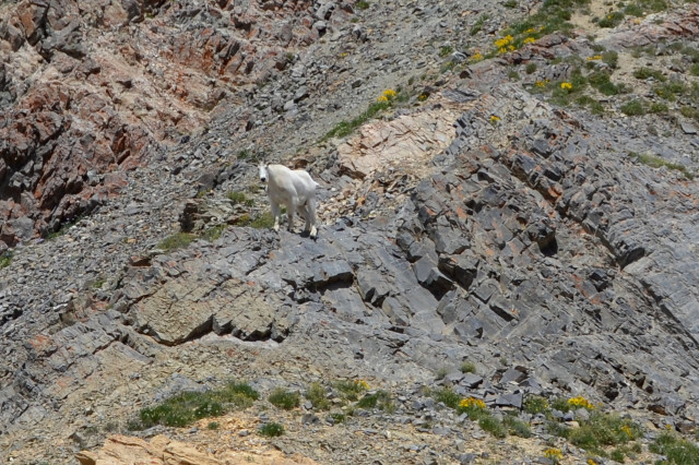 A rocky ridge with a few yellow flowers and a slight track along its edge. Pausing on a higher rock along that track is a goat covered in thick white hair, staring back at the camera.