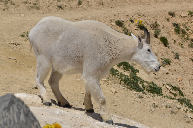 Goat glare!

Close up of the goat, which looks rather powerful, as it carefully passes. Behind it, the start of trail in the second image heads off.