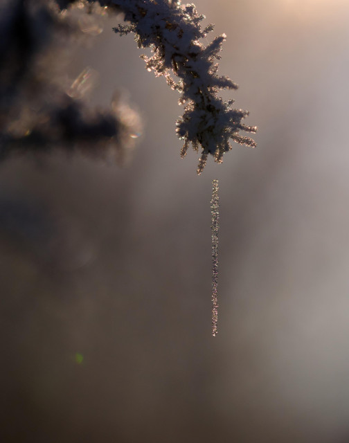 Frost "grown" on a plant, also on a piece of spider web that's hanging off that plant, held aloft by a few millimeters of ice-free-and-thus-invisible string. Morning light.