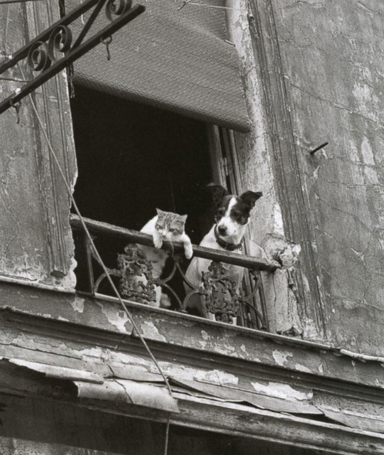 Photography. An old black and white photograph of a cat and a dog at a window. A small black and white dog and a white and beige cat have placed their paws on an iron window balustrade, leaning out of the window and looking intently in the same direction. A classic and very cute image.
Info: The original photo comes from the collective publication "Paris entre chats". 2001 