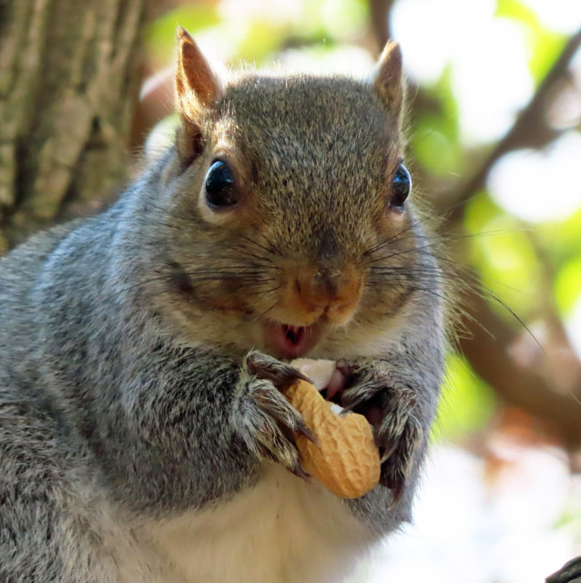 chubby gray squirrel about to eat a peanut 