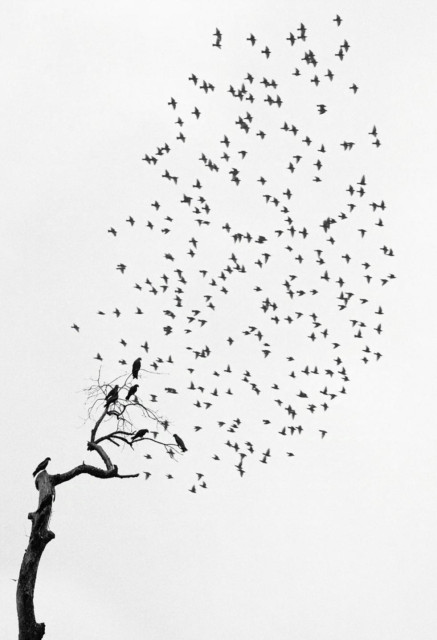 Photography. A black and white photo of birds flying into the air from a bare tree. A few dark birds are still sitting on the gnarled tree, which has hardly any branches and no leaves.  The remaining birds fly in a flock from the tree high into the air, giving the impression that the tree does have leaves and is leaning slightly to one side.
Info: Pentti Sammallahti (born 1950) is a Finnish photographer with a preference for slightly melancholic or, on the contrary, gentle humor in his photo motifs. He has an uncanny sense for the one moment in time. The moments he captures radiate a timeless, lyrical power. With sensitivity, he captures all the beauty of the world around him, which he likes to photograph with animals as wonderful extras.