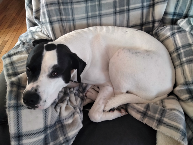 My dog laying on a blanket on a chair.