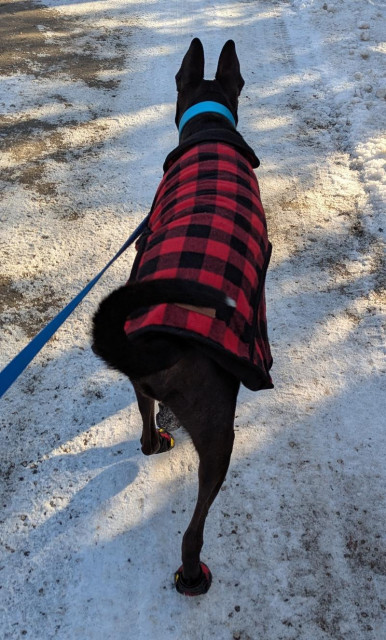 Atlas, a mostly black pit bull/husky/german shepherd mix, walks out in front of me on a leash on a snowy dirt road. He's wearing a red buffalo plaid coat and red boots.