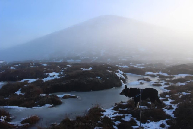 Looking across peat bog terrain, patches of sheet ice, a few small patches of snow. Moray the dog stood looking across. There's a thin mist, but the outline of a pointy hill can be faintly seen, with blue sky above.