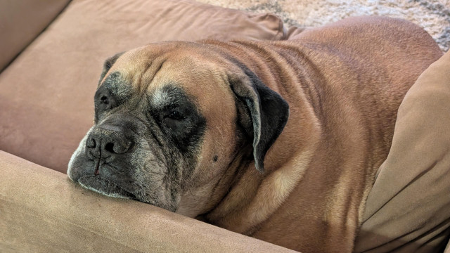 Sad dog on couch