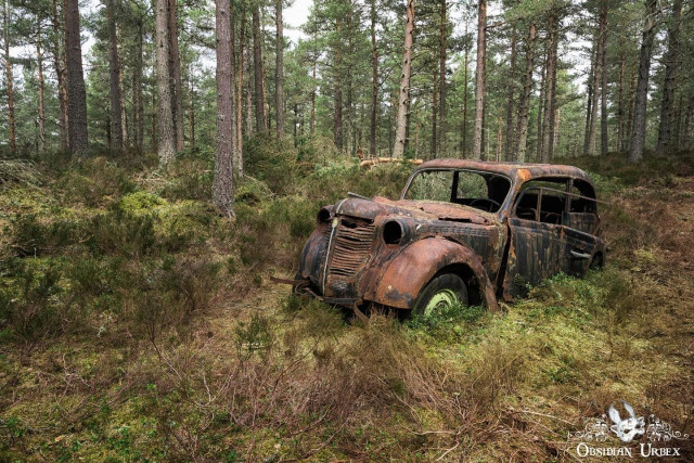 photo of rusty car in the woods