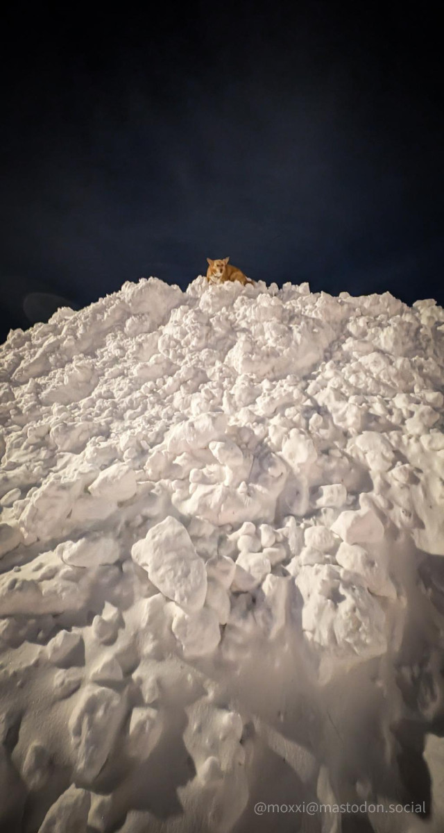 Moxxi the corgi is at the top of a snow bank in the night. 