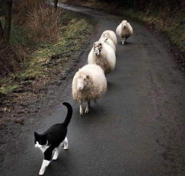 A tuxedo cat strides confidently along a rural lane, followed in single file by five sheep. The last one is hanging back and wide a little