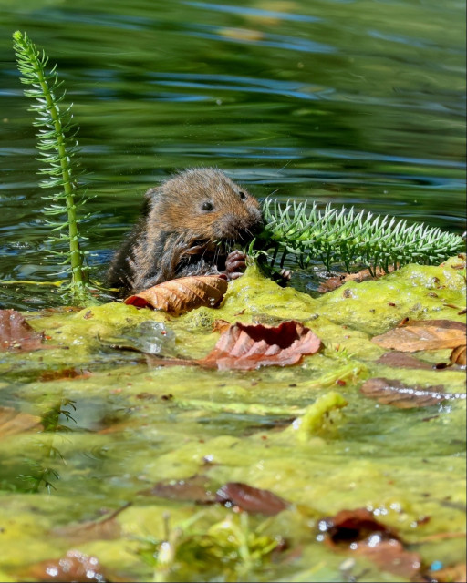 A water vole - a small brown rodent that live in and around bodies of water - bites the top off a fresh shoot from a water plant. There's some algae and fallen leaves directly in front of it, and clear water behind