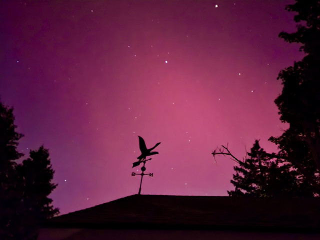 Aurora photo of bright red aurora in the sky. In the foreground a weather vane with a Canada goose, a rooftop, and trees on either side are silhouetted against the sky. Oct. 10, 2024, 10:25 pm. Wolverine Lake, MI.
