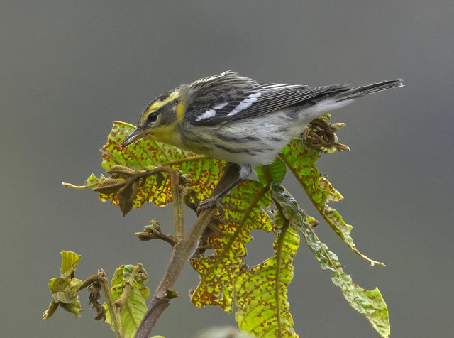 A warbler with a yellow face with some browny markings on it, a gray back, and two pale wing bars is perched on a tree with green leaves heavily blotched with red-orange speckles. The warbler holds a live (insect? ant? i can't tell) in its bill but it's really tiny & you'd have to squint or have a bigger copy of the image to see it well. Photo by Peachfront. Huembo, Peru. November 2024.