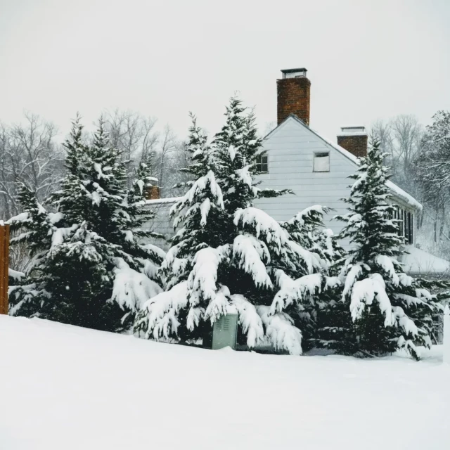 A winter scene of a small older house among some pine trees, all covered in snow.