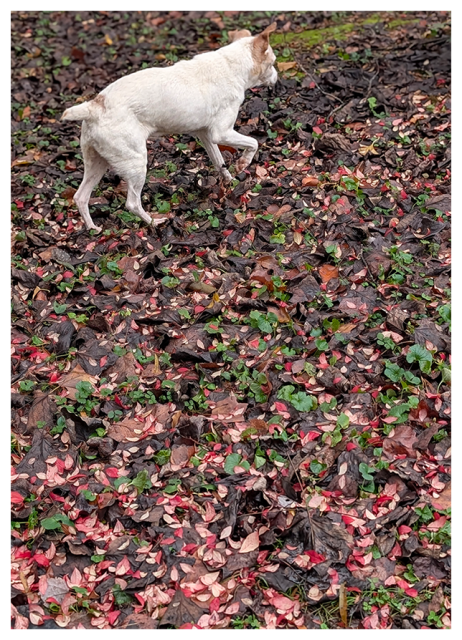 a brown white terrier with short coat and clipped tail walks on leaf litter.