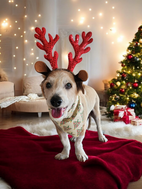 Our dog groomer sent this photo after Buddy had his bath and haircut. Tan and white terrier standing and has a big grin. Groomer put red reindeer antlers on him with round ears on that hair decoration for dogs. She made the background a red mat with modern living room and Christmas tree on right, beige chairs on left behind dog and clear twinkle lights glowing from the sheer curtains. 