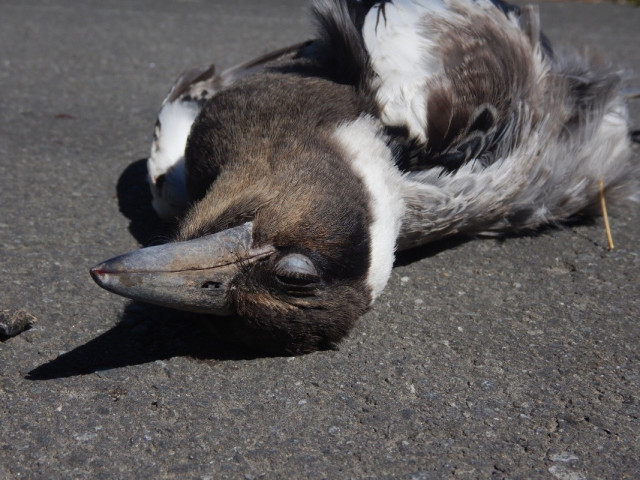 A photo of a dead juvenile Australian magpie lying on the side of the road.