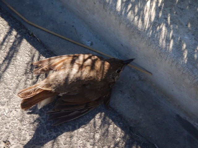 A photo of a stunned young song thrush lying on the side of the road after being hit by a car.