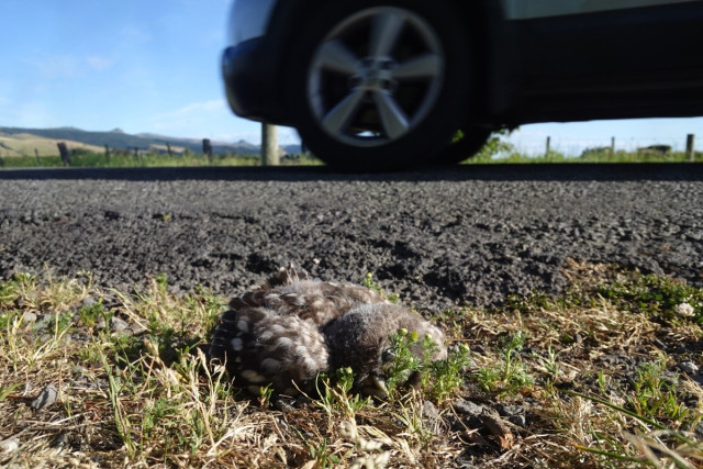 A photo of a dead juvenile little owl lying on the side of the road as a car drives past.

Full-res photo at https://www.flickr.com/photos/mollivan_jon/54199554020/