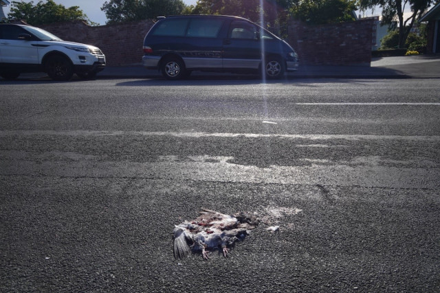 A photo of a freshly squashed kererū (NZ wood pigeon on a road, with parks cars in the background.