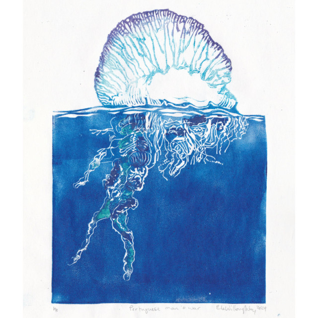 My Portuguese man o’ war linocut is printed in blues, turquoise, violet and pink on white 9.25” by 12.5” Japanese kozo (or mulberry) paper. The float is above the water surface, the tentacles below.