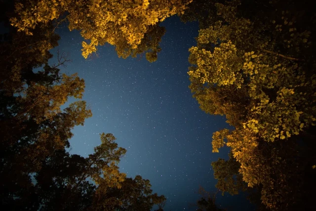 a dark blue starry sky framed by yellow trees