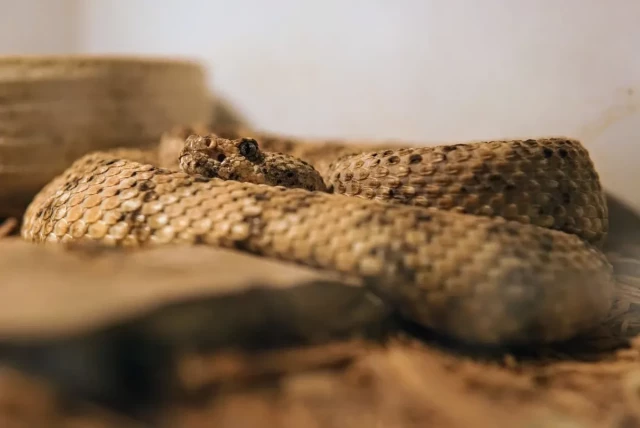 brown snake in an aquarium