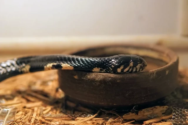 green snake in an aquarium