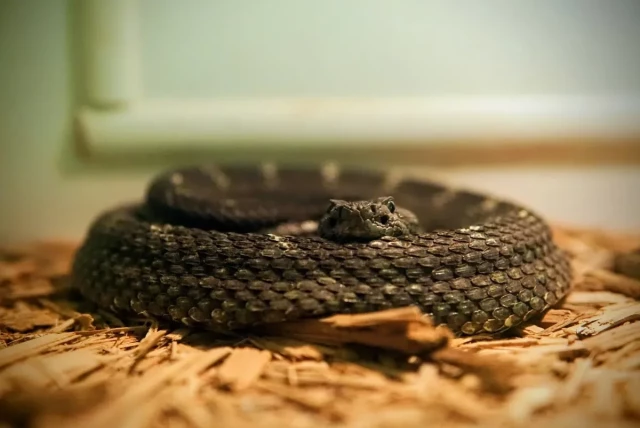 black snake in an aquarium