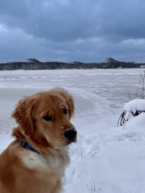 A golden retriever sits in the snow, looking towards the camera with a snowy landscape and a frozen lake in the background. The sky is overcast with gray clouds.