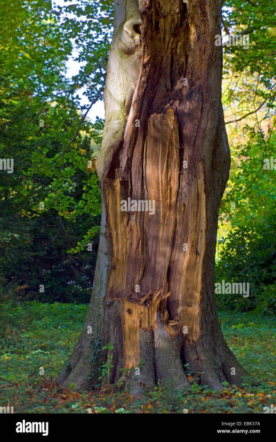 only one side of a tree explodes when hit by lightning

maybe 1/3 of the tree shoots out long spear like sharp wood blades

they seem to travel out only 1 or 2 meters from the tree