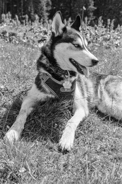 The image features a black and white Husky dog lying on grass in a natural outdoor setting. The dog has a characteristic Husky appearance with a pointed snout, erect triangular ears, and striking eyes. Its tongue is slightly out, and it appears to be relaxed and content. The Husky is wearing a harness with a visible name tag in the shape of a paw, which suggests it might be on an outdoor trip or hike. The grassy background and faint trees in the distance indicate a serene, forest-like environment. The lighting and contrast highlight the texture of the dog's fur and the surrounding grass.