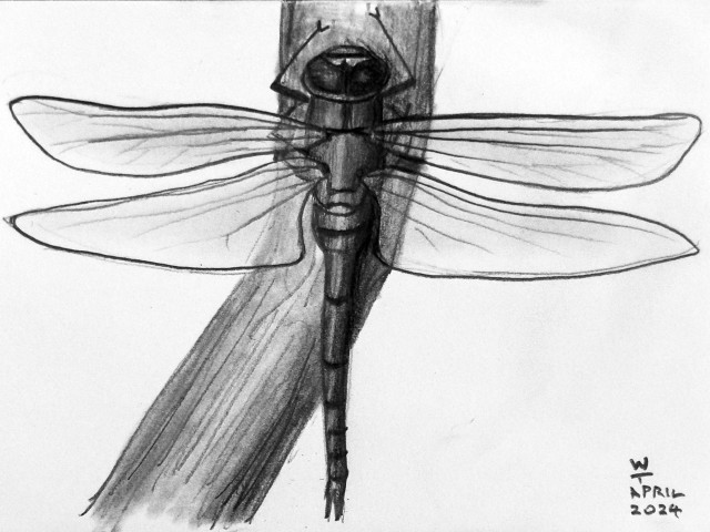 Graphite pencil sketch of a dragon fly. 