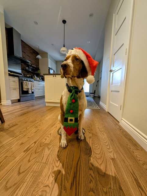 My brown and white hound wearing a festive sparkly green tie with red buttons and a mock belt buckle to look vaguely like an elf costume . And a Santa hat perched jauntily on his head, red, with white furry trim and a white pompom at the top, dangling over his left ear.